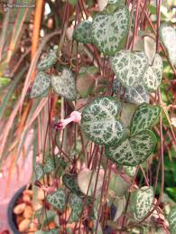 Image result for Ceropegia meyeri-johannis