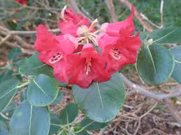 Image result for Rourea thomsonii