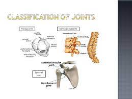 Classification Of Joints Online Biology Notes