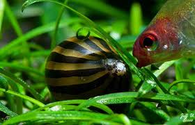 Nerite Snail Eggs Care Algae Eating Tips And Lifespan All About Nerite Snails Goodmorning Betta Fish Tank Betta Fish Snail