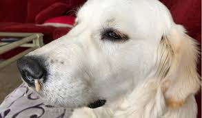When you adopt a puppy and bring home the newest canine companion of your family, the dream is to one of the most telling signs of cancer in the nose of dogs is nasal discharge. Rhinitis In Dogs Petcoach