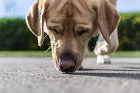How Far Can A Dog Smell