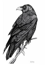 Black And White Ravens Raven Drawings Google Search Drawings Black And White Raven