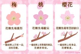 一張圖讓你搞懂 如何分辨梅花 櫻花 桃花的區別 japan chinese new year japanese