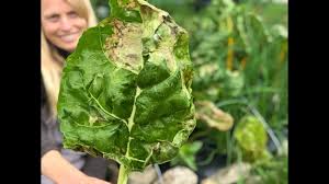 They started off great and healthy. Leaf Miners On Chard Beets Spinach Youtube