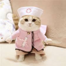 Kitty And Mac Halloween Outfit Cute Animals Halloween Animals Baby Cats