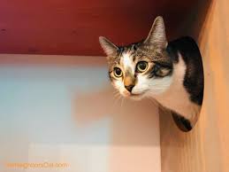 So let's try out some of the best coffee shops! The Cat Cafes Of Seattle Vancouver Katzenworld
