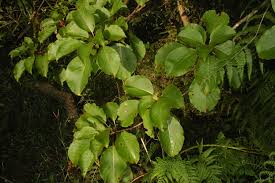 Image result for Hymenodictyon parvifolium