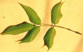 Image result for Rourea