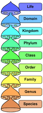 Taxonomic Hierarchy Aly Baumgartner