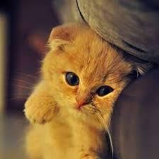 Kucing membutuhkan perawatan secara rutin agar tubuhnya tetap sehat, dan tentunya kita tidak ingin hewan peliharaan kita terserang. Wallpaper Kacamata Cat Small To Medium Sized Cats Cartoon Felidae Whiskers 564283 Wallpaperuse