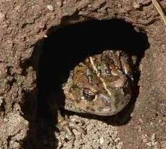 Examine the size and shape of the hole. Anaxyrus Boreas Halophilus California Toad