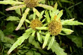 Image result for Porphyrostemma grantii