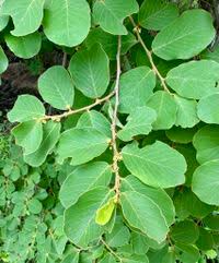 Image result for Bridelia mollis