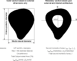 The lower end of the humerus includes two smooth articular surfaces (capitulum and trochlea), two depressions (fossae) that form part of the elbow joint, and two projections (epicondyles). Example Of A Femoral Midshaft Cross Section With Illustration Of Download Scientific Diagram