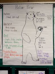 Polar Bear Facts Polar Bear Facts Polar Bears Preschool Polar Bear Theme