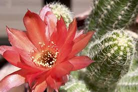 Use them in commercial designs under lifetime, perpetual & worldwide rights. Cactus Info Photos And Ids