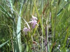 Image result for Brachycorythis pubescens