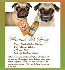 Five Life Lengthening Health Tips For Your Pet Here Are Five Tips That Can Assist Your Pet Get Just That In 2020 Dog Flea Remedies Flea Remedies Dog Flea Treatment