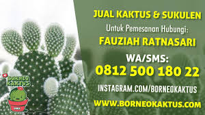 Kata jamak untuk kaktus adalah kakti. Supplier Tanaman Kaktus Unik Paser Borneokaktus Com Jual Kaktus Murah Kaktus Mini Kaktus Hias Souvenir Kaktus