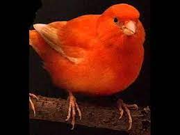 kanarya otusu canary sing 2015 youtube yaya kusu