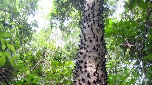 Maybe you would like to learn more about one of these? 5 Tanaman Pencabut Nyawa Ada Dari Indonesia Citizen6 Liputan6 Com