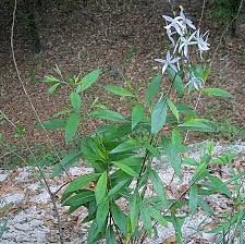 Image result for Tabernaemontana brachyantha