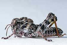 Image result for Dissotis speciosa