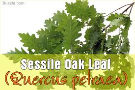 Oak Tree Leaf Identification Has Never Been Easier Than This