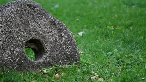 If you have lots of holes, you might have a cranefly problem. Rock On The Ground With Stock Footage Video 100 Royalty Free 5257682 Shutterstock