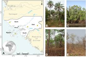 Image result for Ozoroa nigricans
