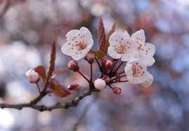Cherry Blossom Cherry Blossom Branch Beautiful Flowers Most Beautiful Flowers