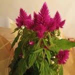 Image result for Celosia elegantissima