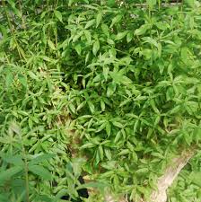 Sie kurbeln die fettverbrennung an und können so auf dauer die pfunde purzeln den honig oder ahornsirup einrühren und zum schluss erst den zitronensaft hinzugeben. Zitronenverbene Aloysia Citriodora Syn Lippia Triphylla Krauterei Bioland Gartnerei