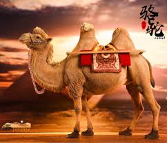 For most of the history of television, the barrier to syndication—and to profitability—has been 100 episodes. New Product Jxk New 1 6 Bactrian Camel Camel Simulation Animal Model Jxk005
