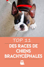 11 Races De Chiens Brachycephales Caracteristiques Et Soins Necessaires Chien Races De Chiens Chiens Et Chiots