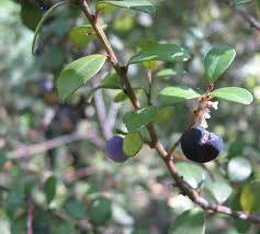 Image result for Myrsine africana
