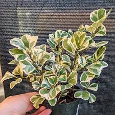 Image result for Ficus triangularis
