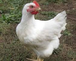 Because the cornish crosses grow so rapidly, special care must be my son is raising 10 cornish rock for a 4h market project. Chickens Grogan S Farm Ranch