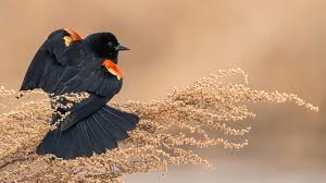 Blackbird does nothing that is not clearly. Red Winged Blackbird Audubon Field Guide