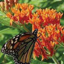 Check spelling or type a new query. Butterflyweed Prairie Flower Seed Savers Exchange