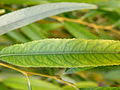 The name derives from the white tone to the undersides of. Salix Chrysocoma Wikipedia