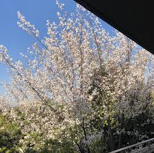 春うららかな日、敢えて出かけず家に居る理由…♫』｜植村なおみ