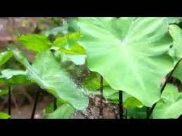 Yati Komala Godong Lompong Youtube