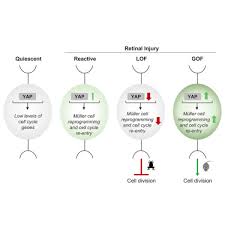 Linking Yap To Müller Glia Quiescence Exit In The