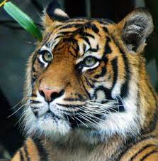 Brokenfixit Com Tiger Face Side View Endangered Animals Tiger Face Animals