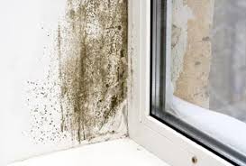 Find out what the best air purifier for basement is here! Musty Basement Smell Basement Humidity Problem