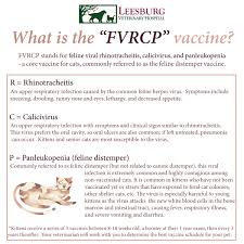 Jan 08, 2017 · of course, it's still a good idea to keep an eye out and avoid any obviously sick dogs. Pet Vaccinations 101 Leesburg Vet Blog