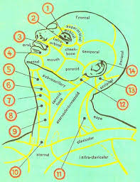 In anatomy, the neck is also called by its latin names, cervix or collum, although when used alone, in context, the word cervix more often refers to the word neck is sometimes used as a convenience to refer to the region behind the head in some snails, gastropod mollusks, even though there is no clear. Surface Anatomy