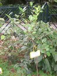 Image result for Scolopia